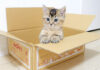 箱に入る子猫