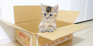 箱に入る子猫