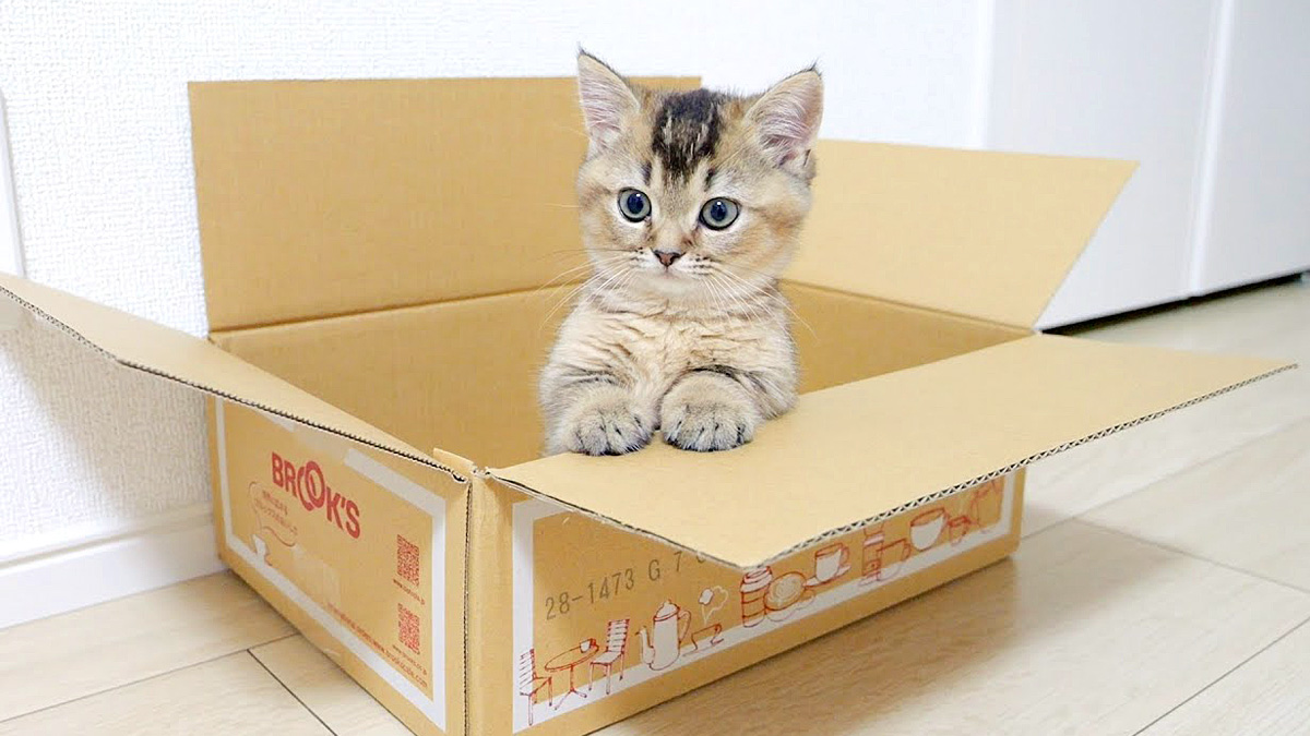 箱に入る子猫