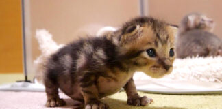 ヨチヨチ歩きの子猫