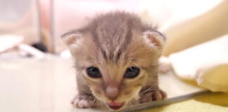 ミルクが飲みたい子猫