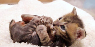 自分の足が気になる子猫