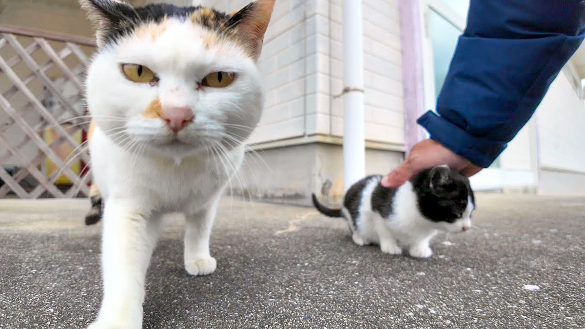 子猫達を預けて出かける母猫。どうやら子猫達は温かい膝の上が気に入っ