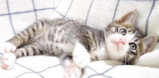 しょんぼりする子猫