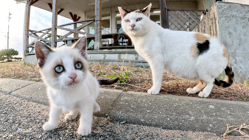 genkikittens_neko_title-
