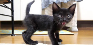 ご飯が満ちきれない子猫