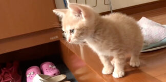 玄関が気になる子猫