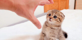 反撃してくる子猫