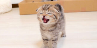 腹ペコ子猫