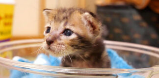 早く撫でられたい子猫