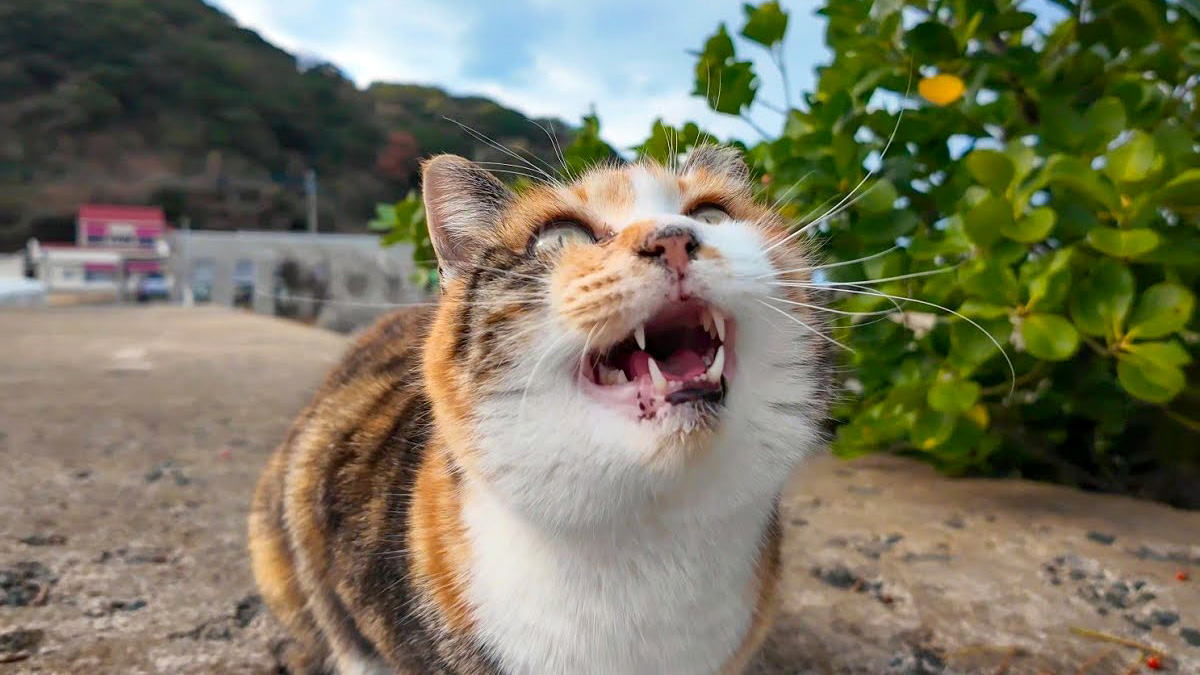 寒いのにひとり防波堤の上にいた三毛猫さん。ナデナデすると可愛い反応
