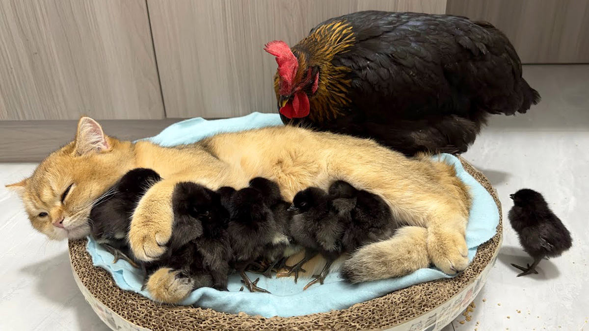 ヒヨコの世話をする子猫