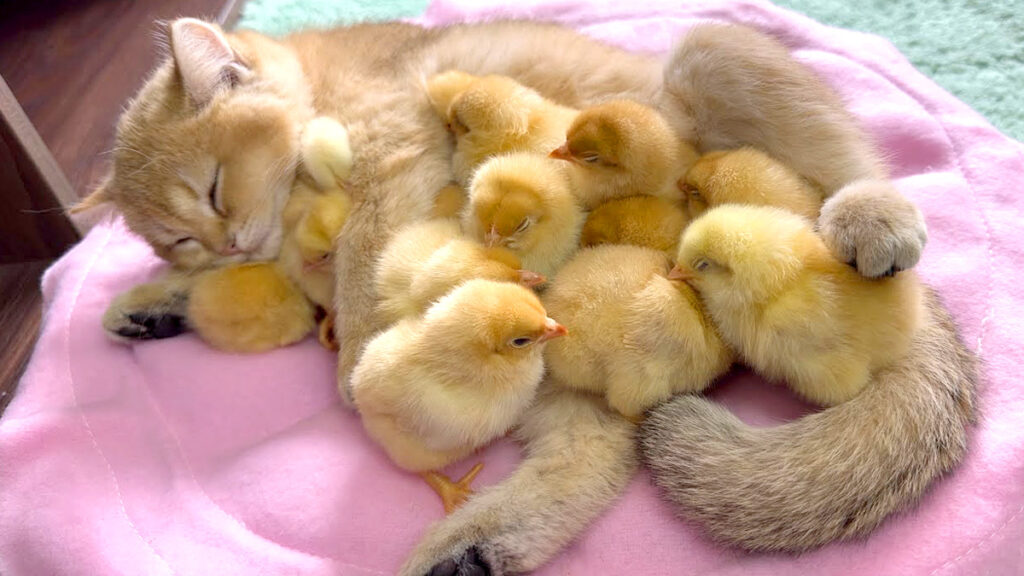 ねこひよこ ひよこ達にお母さんとして認められた子猫。元気なひよこ達と眠りに落ち