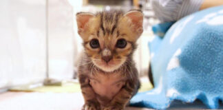 ミルクの順番待ちをする子猫