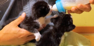 ミルクを飲む子猫