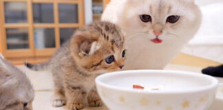 ご飯が食べたい子猫