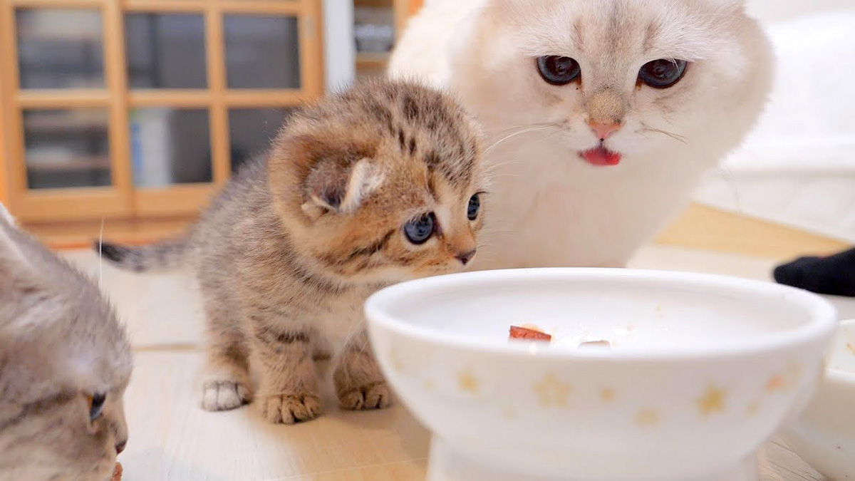 ご飯が食べたい子猫
