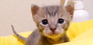 ミルクが飲みたい子猫