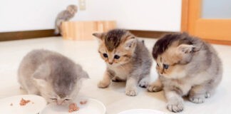 初めて離乳食を食べる子猫