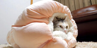 ベッドに入る猫
