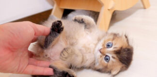 強制連行される子猫