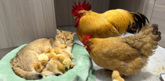 仲良しなヒナと子猫