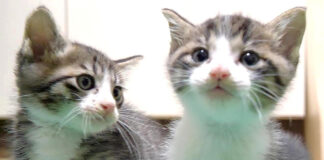早くご飯が食べたい子猫達