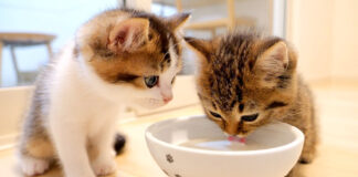ミルクを飲む子猫達