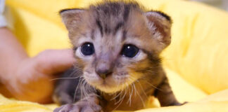 ミルク会場に向かう子猫