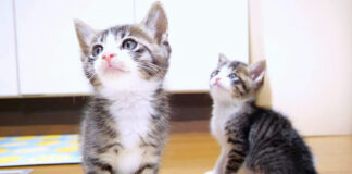 ミルクが飲みたい子猫達