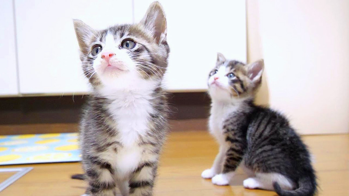 ミルクが飲みたい子猫達