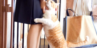 お母さんにベッタリな猫