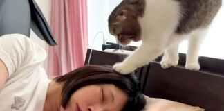 お母さんを起こす猫
