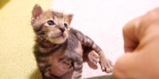 ナデナデを待つ子猫