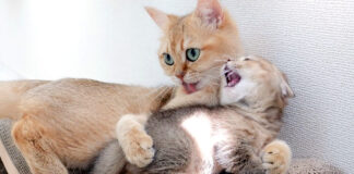 激しい猫の親子