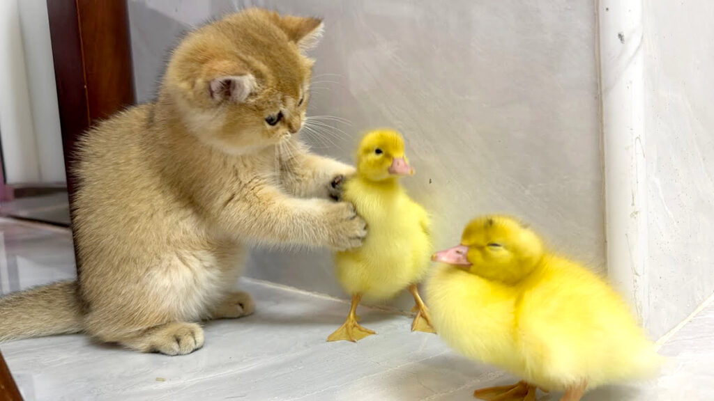 nakayosihina_neko_title-