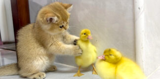 ヒヨコと遊ぶ子猫