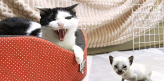 先住猫と保護子猫