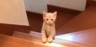 階段を登る子猫