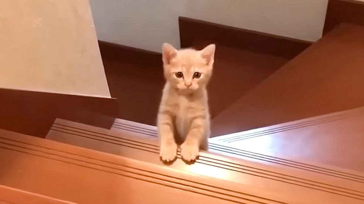 階段を登る子猫