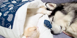 布団で眠る猫とハスキー犬