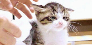納得いかない子猫