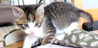 遊ぶ子猫
