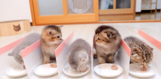 柵の中でご飯を食べる子猫達