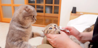 子猫を心配する母猫