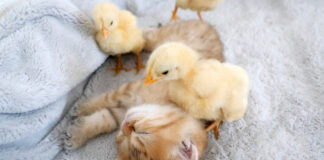 ヒヨコに起こされる子猫
