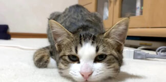 見つめてくる猫