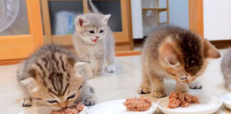 ご飯に遅れた子猫
