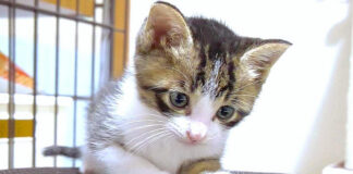 勝利の余韻に浸る子猫