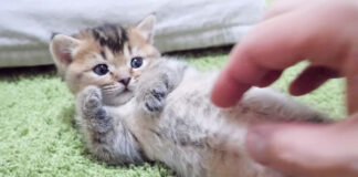 イタズラされる子猫